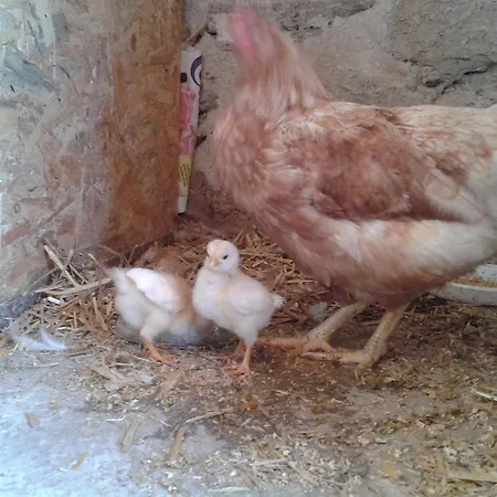 L'oro Di Cicognola 3*