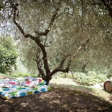 L'oro Di Cicognola