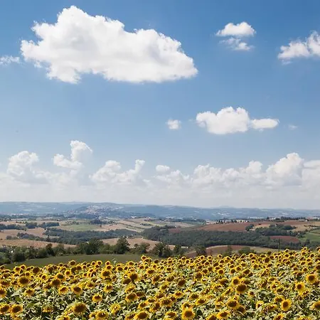 L'oro Di Cicognola Massa Martana