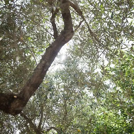 L'oro Di Cicognola Alojamento de Acomodação e Pequeno-almoço Massa Martana