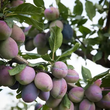 L'oro Di Cicognola Massa Martana